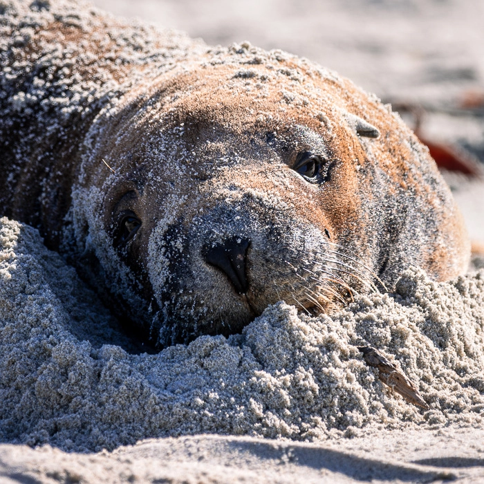 SandflyBay-5_thumb.webp